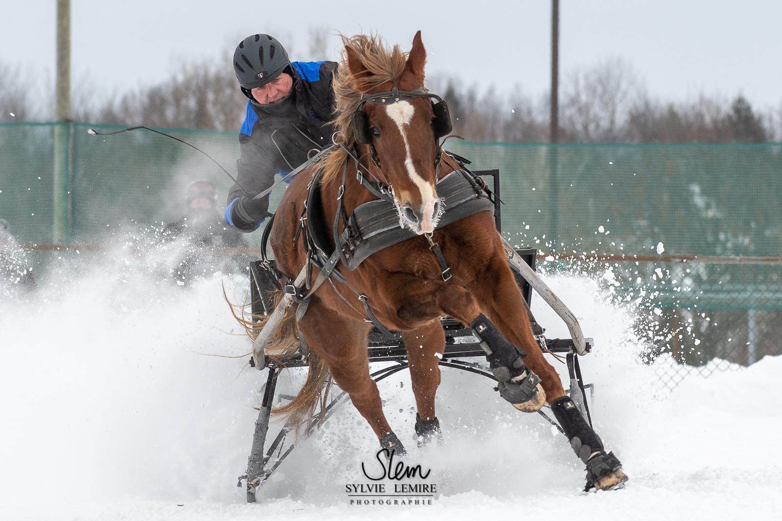 Derby dattelage, une nouvelle saison qui commence - Cheval Québec